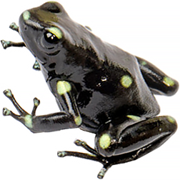Ancon Hill Auratus